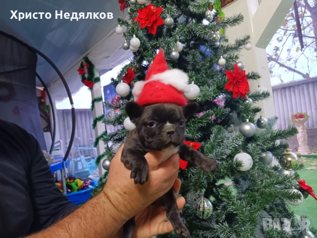 Френски булдог , снимка 6 - Френски булдог - 52641487