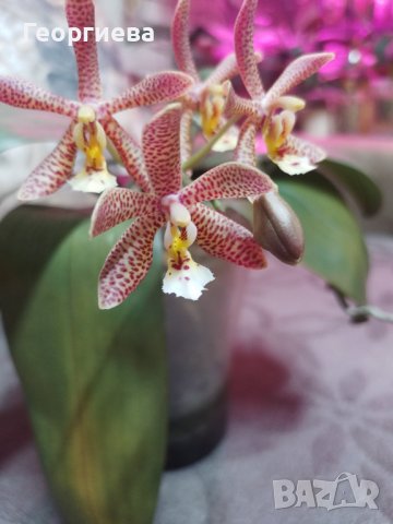 Ароматна Орхидея Спайдър ПРОДАДЕНА, снимка 3 - Стайни растения - 44464101