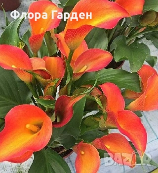 КАЛА, ГЛОКСИНИЯ - Грудки - ПРЕДВАРИТЕЛНИ ПОРЪЧКИ, снимка 6 - Градински цветя и растения - 53659916