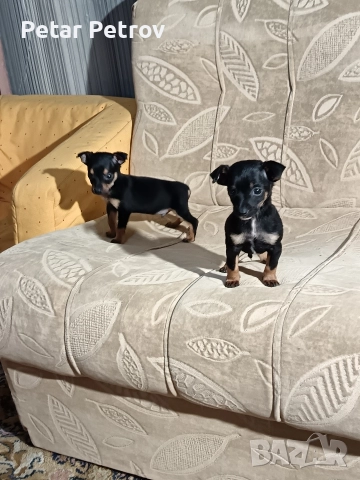 Пинчер мини , снимка 4 - Пинчер - 52934252