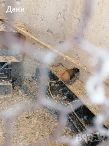 архангел мъжки , снимка 1