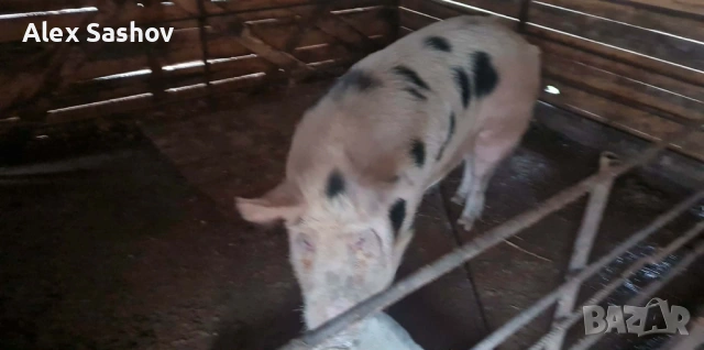 Свиня майка , снимка 3 - Прасета - 53124090