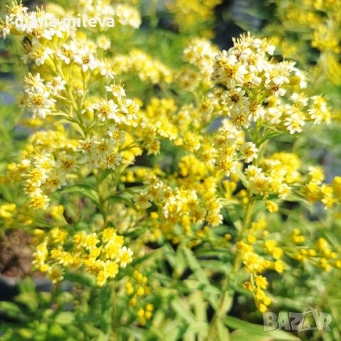 Солидаго, Solidago, снимка 12 - Градински цветя и растения - 41500194