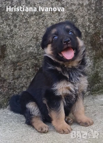 Продавам малки чистокръвни немски овчарки, снимка 1