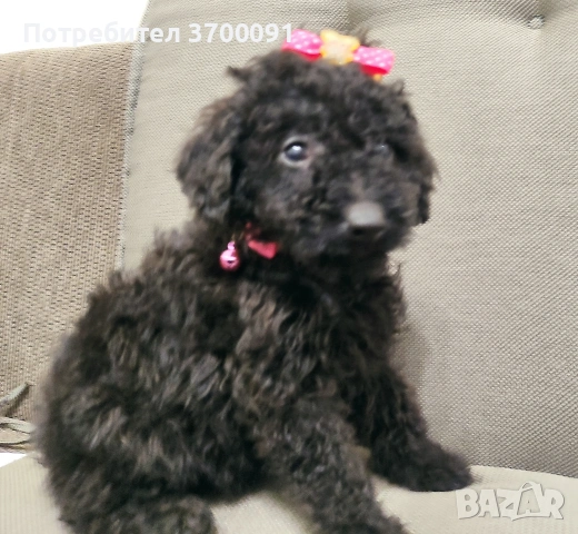 пудел / мини пуделчета, снимка 4 - Пудели - 53072504