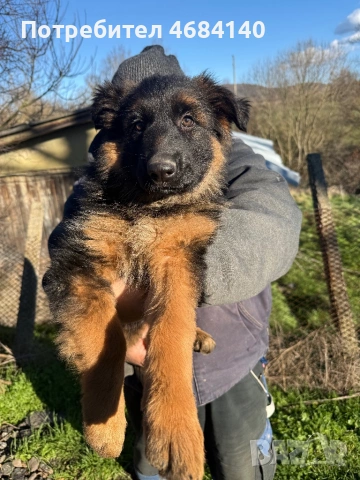 Немска овчарка с дълъг косъм с родословие , снимка 14 - Немска овчарка - 52807212
