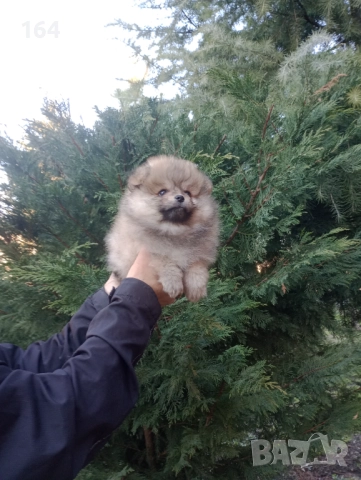 Мъжки Померани. Реални снимки от 29.12.25 г. , снимка 5 - Померан - 52926789