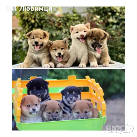 Шиба ину с родословие