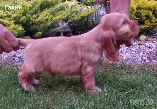 Кокер шпаньол,кокер шпаньоли, снимка 4 - Шпаньоли - 47844936