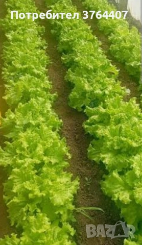 Продавам маруля