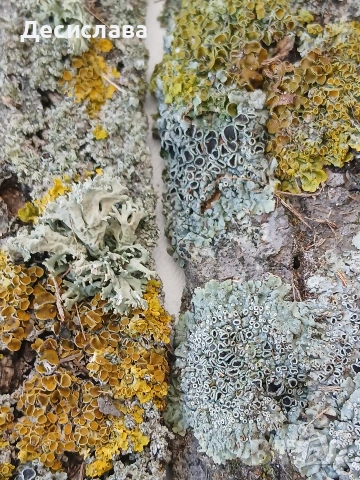 Декоративно парче дървесна кора с естествени лишеи – уникален природен елемент, снимка 2 - Декорация за дома - 53785607
