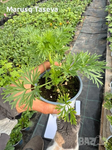 Делфиниум -10 вида , снимка 4 - Градински цветя и растения - 53818064