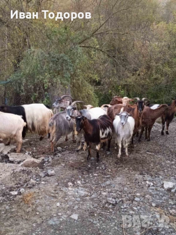 Продавам Десет Кози и Един Козел(Пръч), снимка 5 - Кози - 52583525