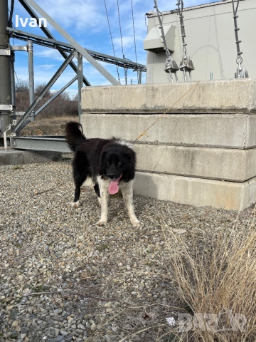 Каракачанско куче, снимка 2 - Каракачанска овчарка - 52950469