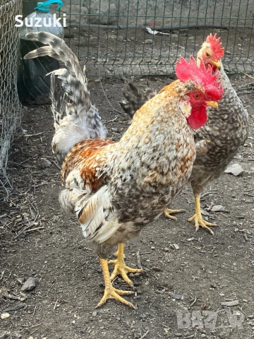 Петлета Маран и Легбар, снимка 3 - Кокошки и пуйки - 53697776