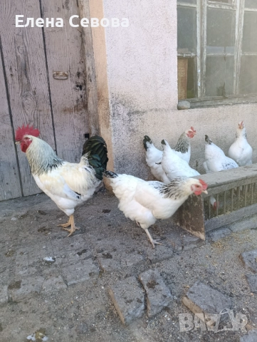 Яйца за люпене от светъл съсекс 