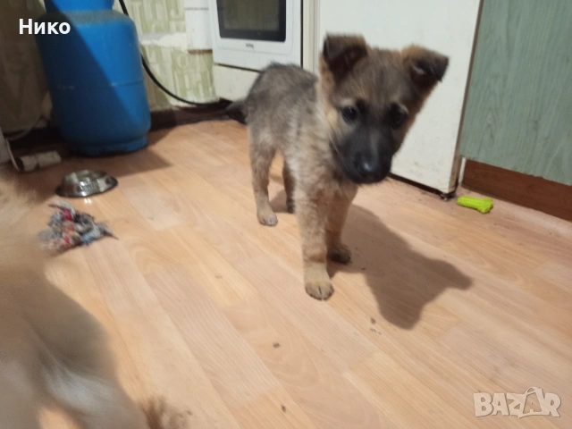 Женска немска овчарка