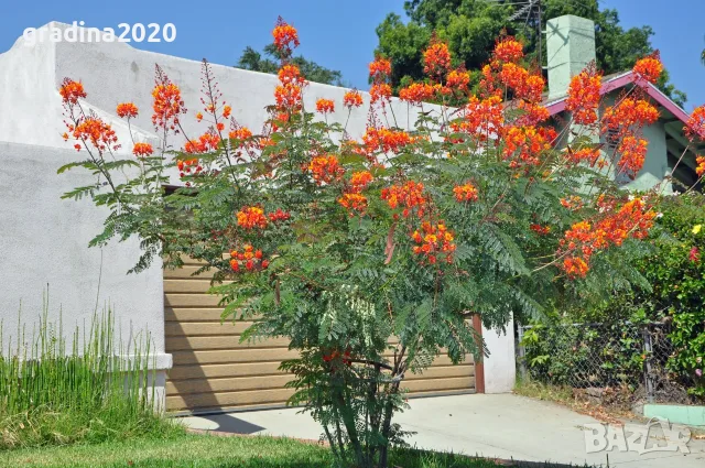 Цезалпиния пулхерима – Caesalpinia pulcherrima