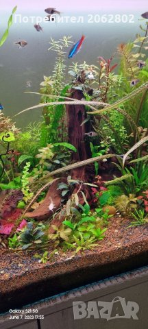 Аквариумни растения , корени .Пакети от много видове., снимка 18 - Оборудване за аквариуми - 41105255