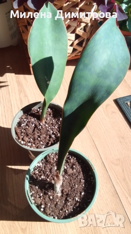 Sansevieria Masoniana - Whale fin ( Сансевиера Китова перка ), снимка 8 - Стайни растения - 51888121