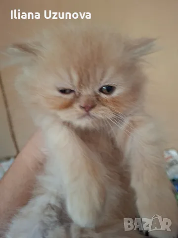 Мъжко персийско котенце , снимка 3 - Персийска - 55472475