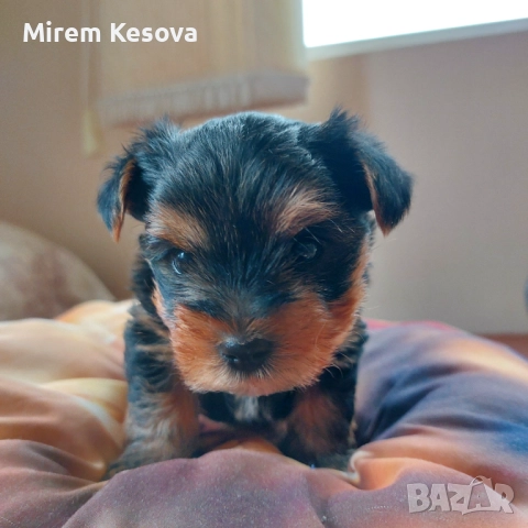 Мини йоркширски териер (мини йорки) момченца, снимка 2 - Йоркширски териер - 52353564