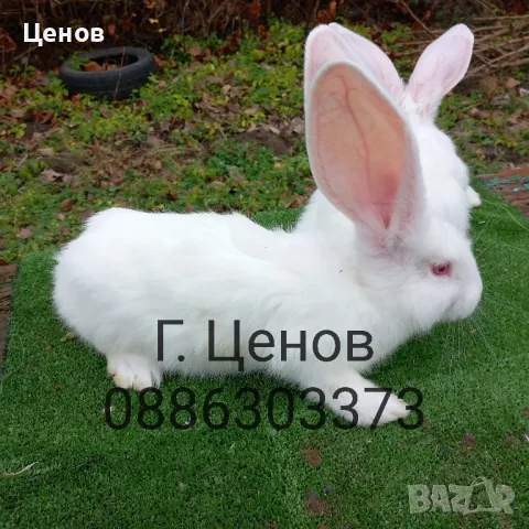 Продавам бели великани, снимка 3 - Други животни - 48347063
