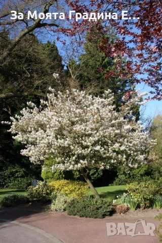 Амеланхиер - Amelanchier , снимка 4 - Градински цветя и растения - 53743952