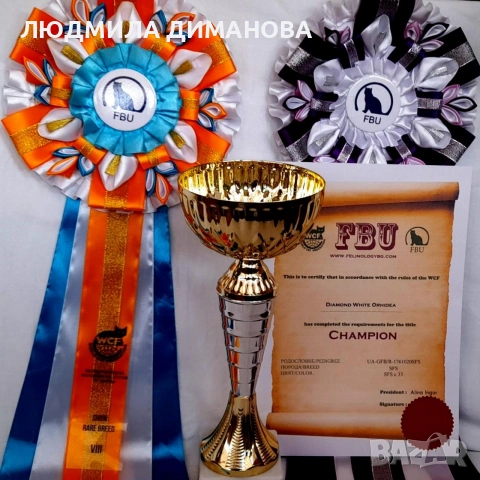 Шотландско момиче със сини очи. , снимка 16 - Британска късокосместа - 53291975