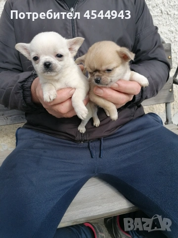 Малки чихуанчета , снимка 12 - Чихуахуа - 53402445