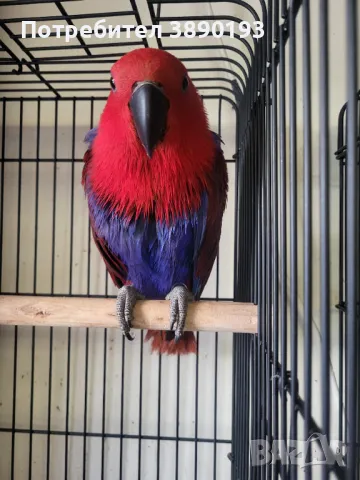 Женски еклектус , снимка 1