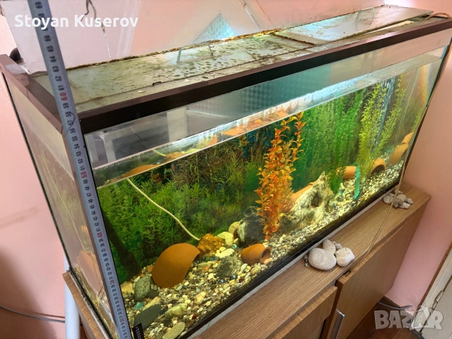 Аквариум с филтърна помпа и шкаф, снимка 6 - Аквариуми - 53759556