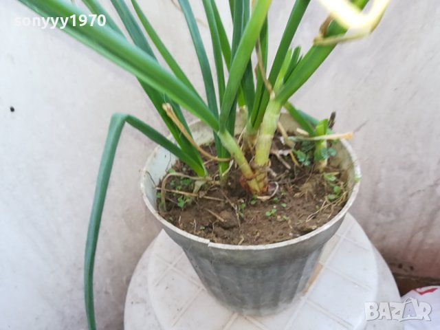 ЛУК ЗАСАДЕН В САКСИЯ 1602241334, снимка 9 - Градински цветя и растения - 44322662