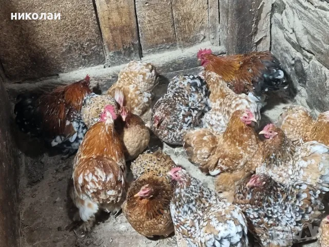 Продавам яйца от мини кохин порцелан, снимка 4 - други­ - 49700572