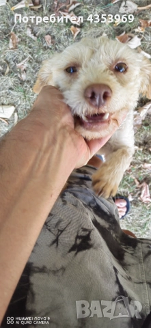 Куче за Трюфели. , снимка 2 - Други - 51440985