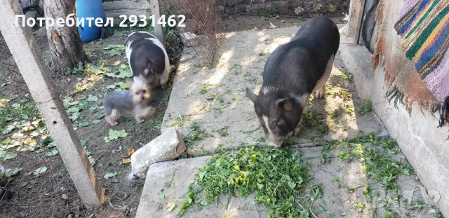   70. LV.  15 KG.  VIETNAMSKI  PRASENCA , снимка 2 - Прасета - 48201871