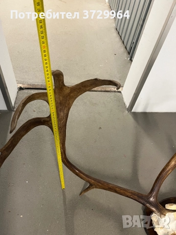 Огромен трофей от карибу - Северен Елен, снимка 8 - Други - 50464327