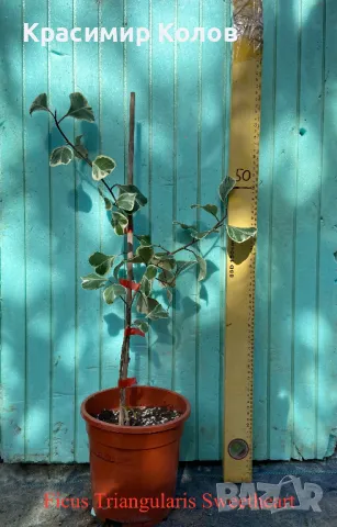 Фикуси различни видове, декоративни растения , снимка 9 - Стайни растения - 47848622