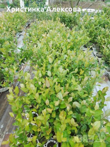 Фиданки арония, разсад, снимка 6 - Разсади - 34439825