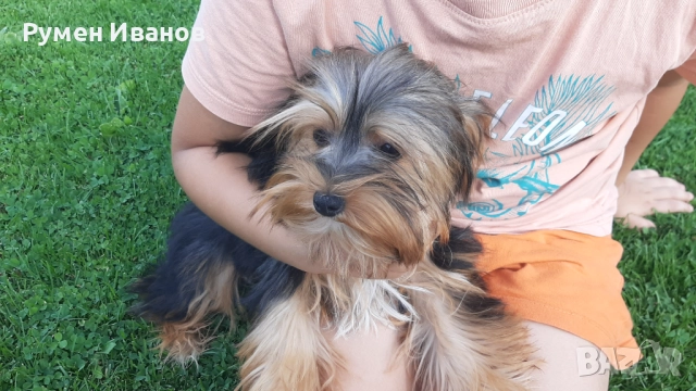 Йоркширски териер , снимка 1