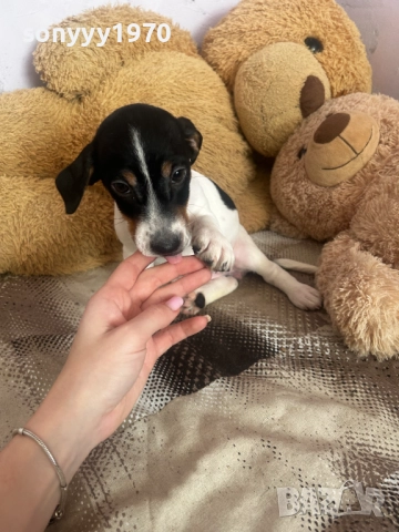 ДЖАК С ВАКСИНА И ПАСПОРТ-ДВА МЕСЕЦА 2210250743, снимка 3 - Джак ръсел териер - 52138533