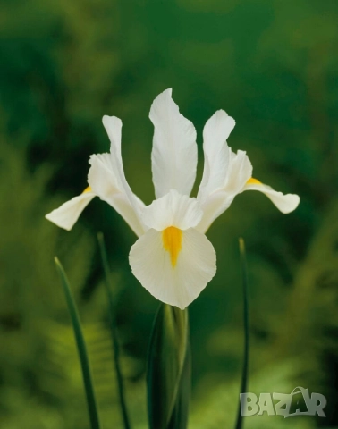 Ирис White van Vliet , снимка 6 - Градински цветя и растения - 51754895