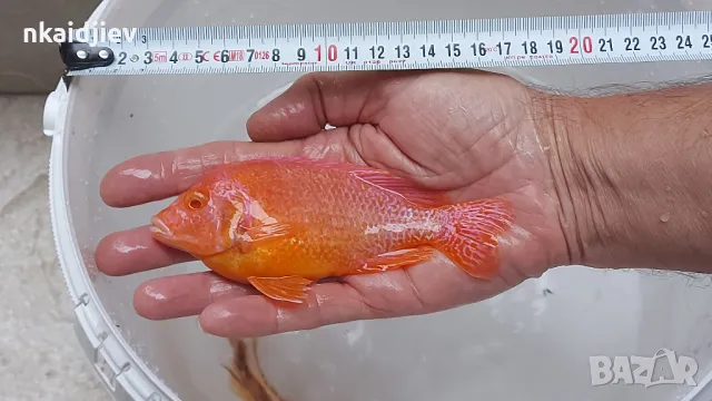 Перфектни, пъстри, цветни риби (цинотилапии и аулонокари), снимка 8 - Рибки - 47399931