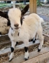 Продавам Декоративни Кози, снимка 2
