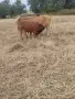 Телета мъжки за продаване, снимка 8