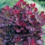 Червена Смрадлика (Cotinus coggygria 'Royal Purple'), снимка 1 - Разсади - 40979101