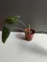 Филодендрон 'Глориозум Зебра' / Philodendron gloriosum zebra, снимка 3