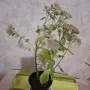 Лечебна Дебела Мара комплект , снимка 9