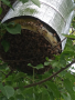Пчелни отводки, снимка 5