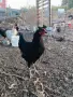 Продавам млади петли, снимка 5